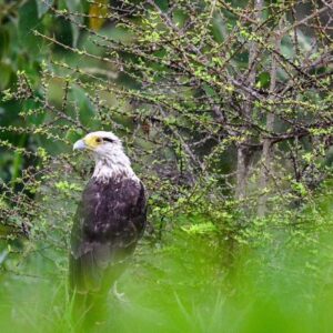 Captan imágenes del flujo migratorio de las aves cuaresmeras en Ibagué Captan imágenes del flujo migratorio de las aves cuaresmeras en Ibagué