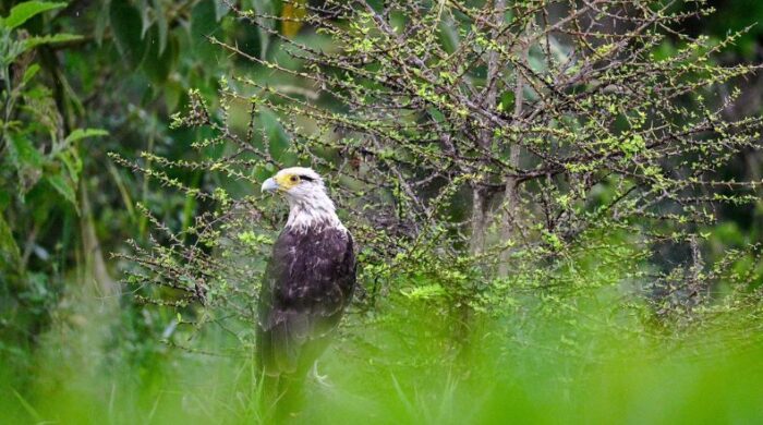 Captan imágenes del flujo migratorio de las aves cuaresmeras en Ibagué