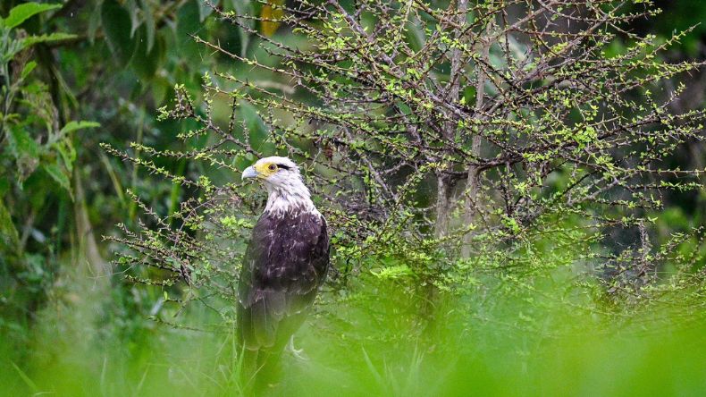 Captan imágenes del flujo migratorio de las aves cuaresmeras en Ibagué Captan imágenes del flujo migratorio de las aves cuaresmeras en Ibagué
