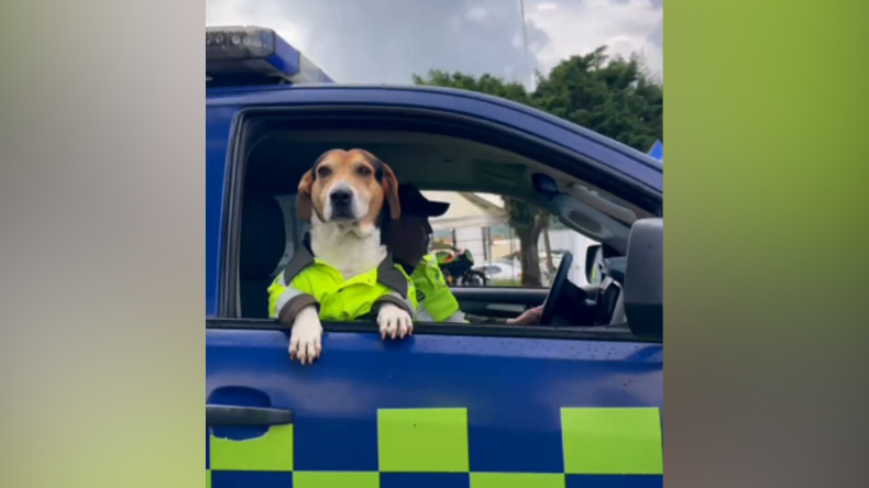 Policía adoptó a perrito rescatado y lo integró a su equipo Policía adoptó a perrito rescatado y lo integró a su equipo
