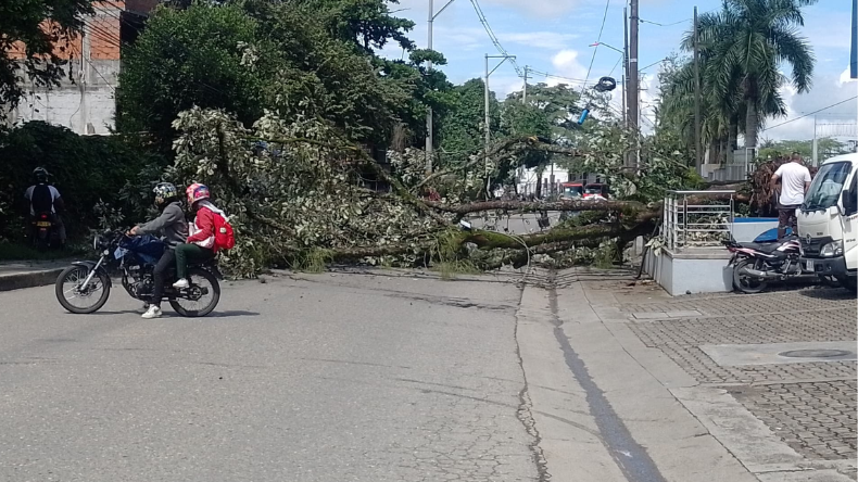 Un árbol se cayó en la entrada del barrio Pacandé, al norte de Ibagué Un árbol se cayó en la entrada del barrio Pacandé, al norte de Ibagué