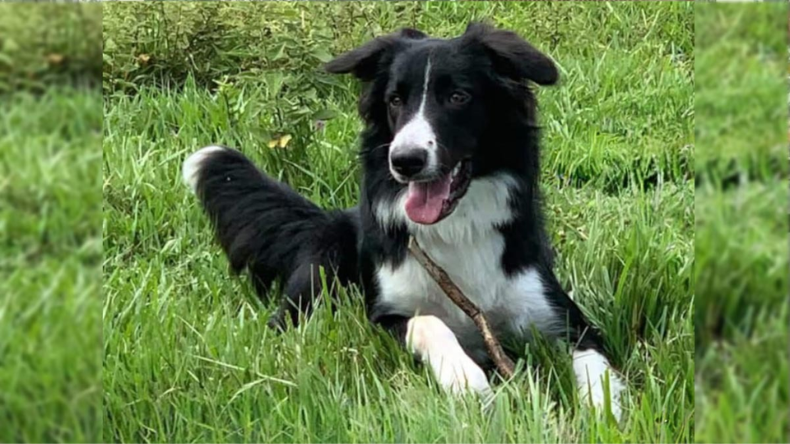Murió Showy, el perro de una familia ibaguereña, tras presunta negligencia en guardería canina Murió Showy, el perro de una familia ibaguereña, tras presunta negligencia en guardería canina