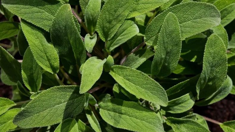 Salvia: la planta aromática que ayuda a la salud del cerebro y la memoria Salvia: la planta aromática que ayuda a la salud del cerebro y la memoria