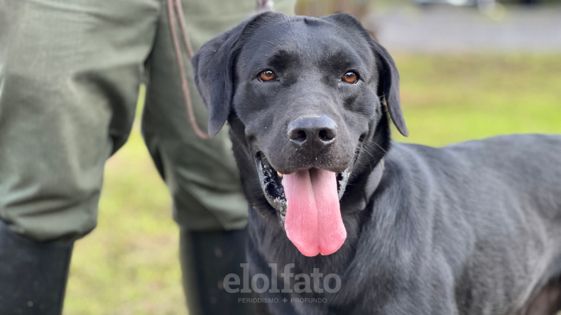 Perro antinarcótico