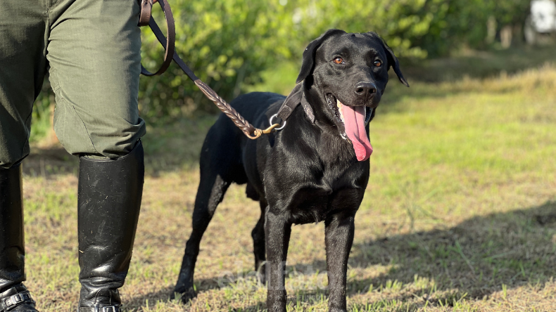 Perro antinarcótico
