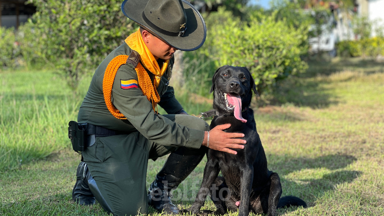Polo, el héroe de cuatro patas que lucha contra el narcotráfico en el Tolima Polo, el héroe de cuatro patas que lucha contra el narcotráfico en el Tolima