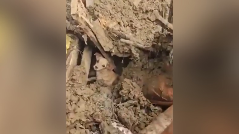 Tony, el perrito que resistió cuatro días bajo un derrumbe en el Quindío Tony, el perrito que resistió cuatro días bajo un derrumbe en el Quindío