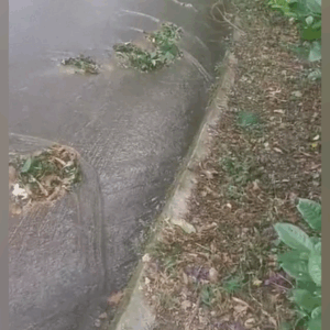 Ruptura de tubo en El Vergel agrava crisis de agua en Ibagué Ruptura de tubo en El Vergel agrava crisis de agua en Ibagué