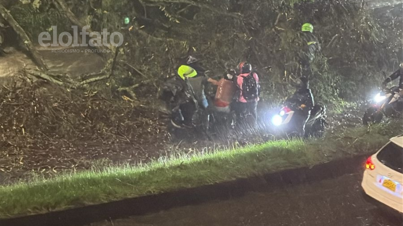 Un árbol cayó sobre un motociclista en plena vía de Ibagué Un árbol cayó sobre un motociclista en plena vía de Ibagué