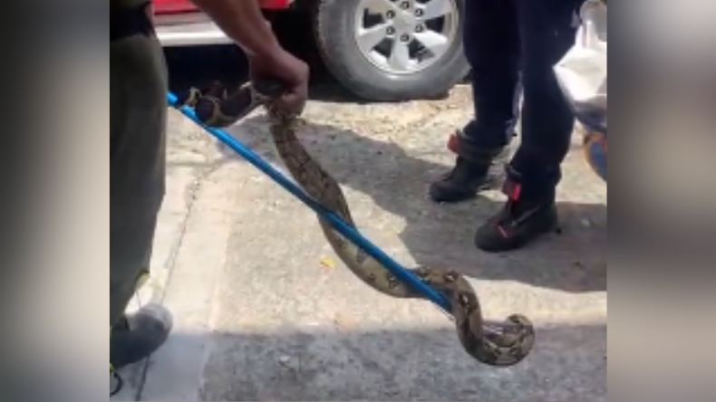 Apareció una serpiente en el barrio Germán Huertas de Ibagué Apareció una serpiente en el barrio Germán Huertas de Ibagué