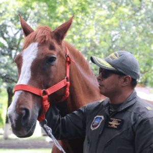 ‘Gallardo’, el caballo que hizo historia en la Escuela de Aviación Policial ‘Gallardo’, el caballo que hizo historia en la Escuela de Aviación Policial