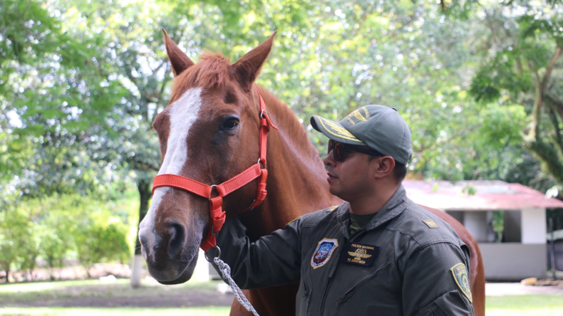 ‘Gallardo’, el caballo que hizo historia en la Escuela de Aviación Policial
