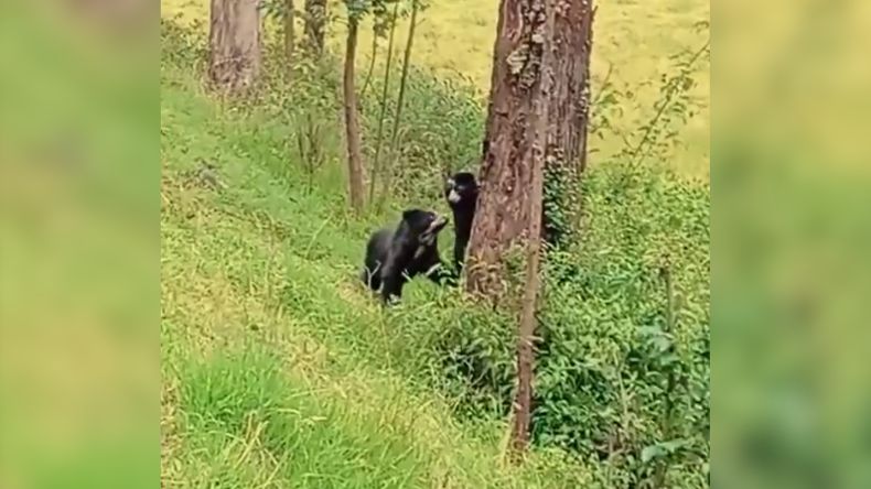 Familia de osos andinos fue avistada en zona rural de Nariño Familia de osos andinos fue avistada en zona rural de Nariño