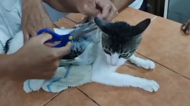 Capturan al “Narcomichi”, el gato que llevaba droga en cárcel de Costa Rica Capturan al “Narcomichi”, el gato que llevaba droga en cárcel de Costa Rica