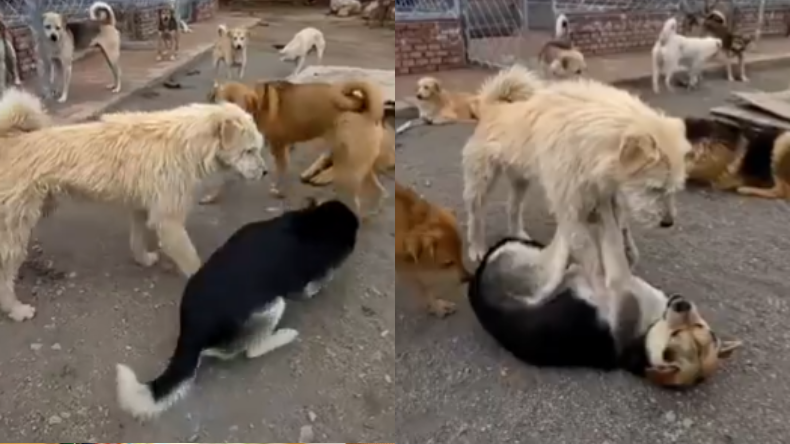 Rocky, el perro que enseña respeto sin ladrar ni morder Rocky, el perro que enseña respeto sin ladrar ni morder