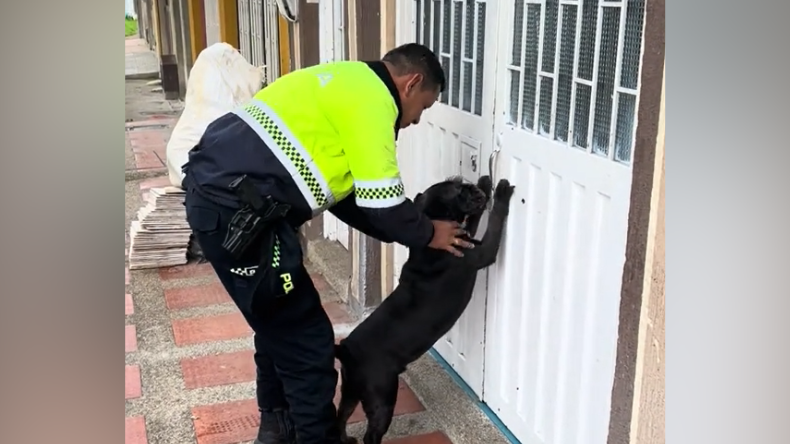 Policía sometió a un perrito en operativo en Bogotá y este fue su comportamiento Policía sometió a un perrito en operativo en Bogotá y este fue su comportamiento
