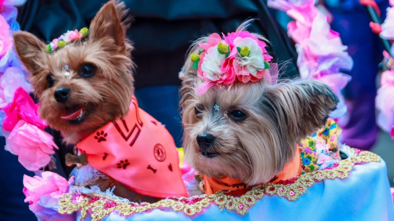 Este 14 de junio será el cuarto Desfile Sampedrino de Perros y Gatos Este 14 de junio será el cuarto Desfile Sampedrino de Perros y Gatos