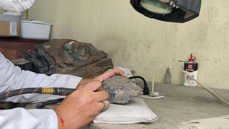Hallan fósiles de tiburones prehistóricos en Tolima y Huila Hallan fósiles de tiburones prehistóricos en Tolima y Huila