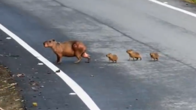 Campesino graba a una familia de chigüiros cruzando una carretera