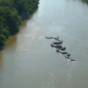 Anaconda gigante en el Amazonas ¿Es inteligencia artificial?