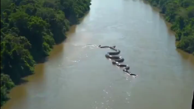 Anaconda gigante en el Amazonas ¿Es inteligencia artificial?