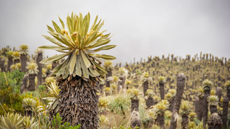 Cortolima ejecuta proyectos para proteger los páramos del Tolima Cortolima ejecuta proyectos para proteger los páramos del Tolima