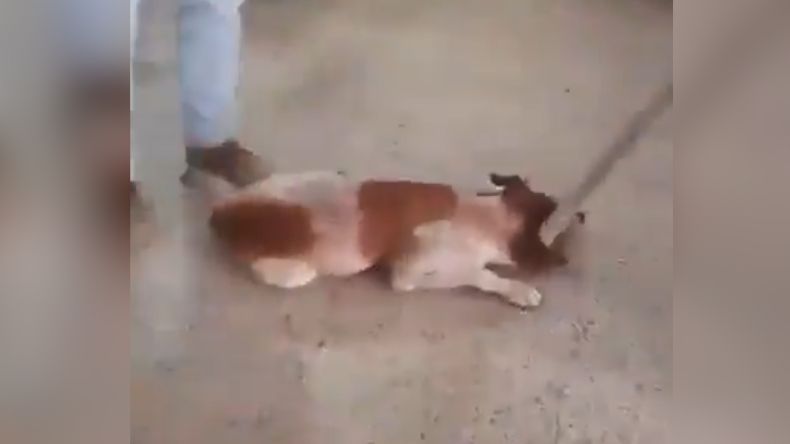 Rechazo por presunto caso de maltrato animal al interior del hospital de Honda Rechazo por presunto caso de maltrato animal al interior del hospital de Honda
