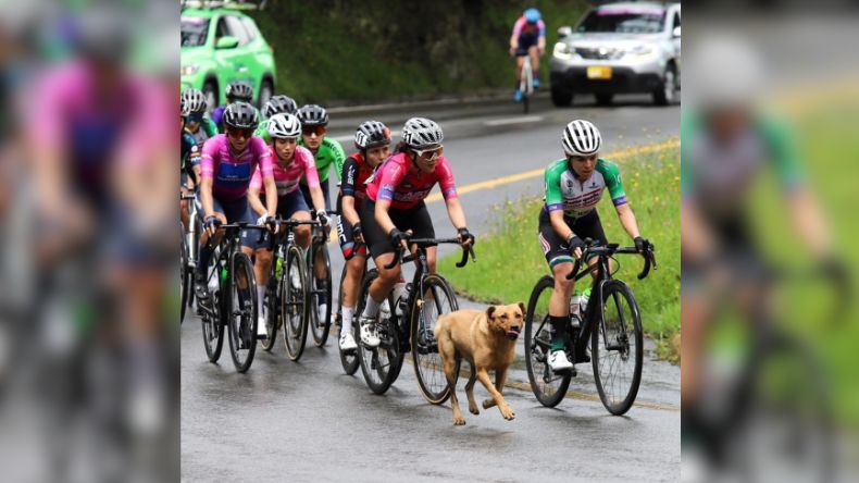 La historia del perrito que subió el alto de La Línea en la Vuelta Colombia La historia del perrito que subió el alto de La Línea en la Vuelta Colombia