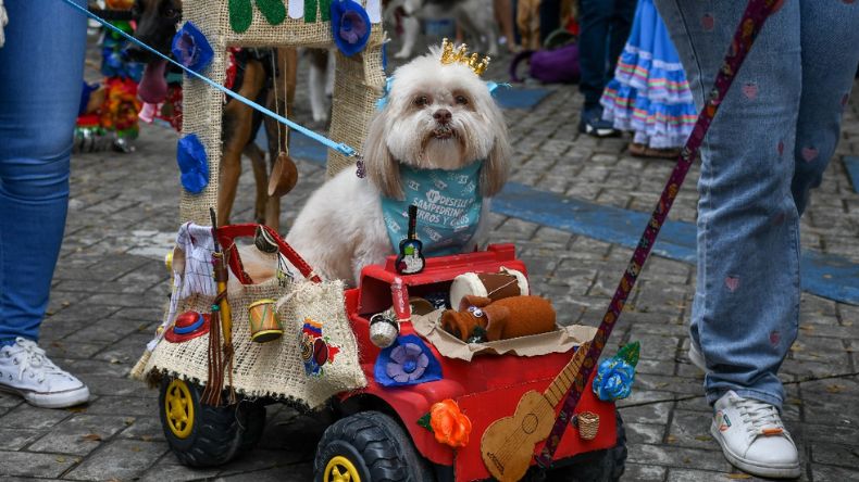 Perros y gatos desfilaron en carrozas recicladas por el centro de Ibagué Perros y gatos desfilaron en carrozas recicladas por el centro de Ibagué