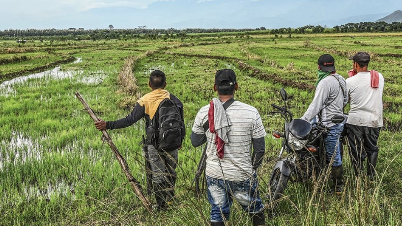 Campesino en el Cauca dicen que sí están siendo instrumentalizados por las disidencias Campesino en el Cauca dicen que sí están siendo instrumentalizados por las disidencias