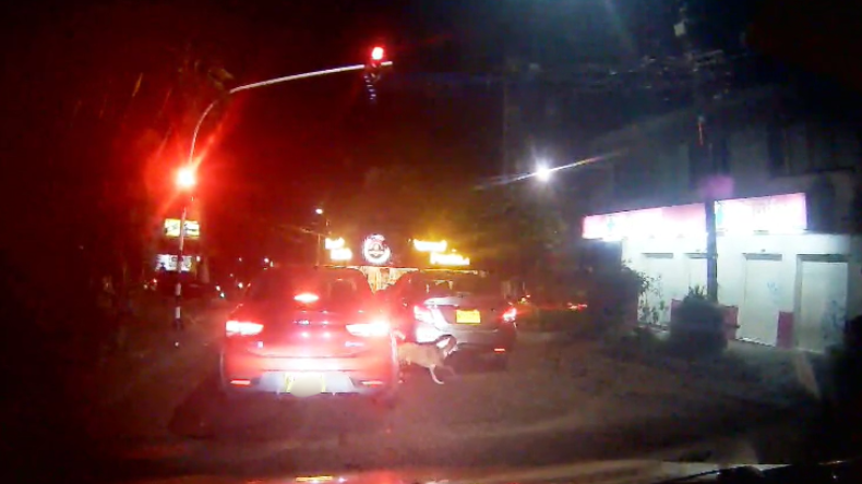 Denuncian abandono de perros en el centro de Ibagué Denuncian abandono de perros en el centro de Ibagué