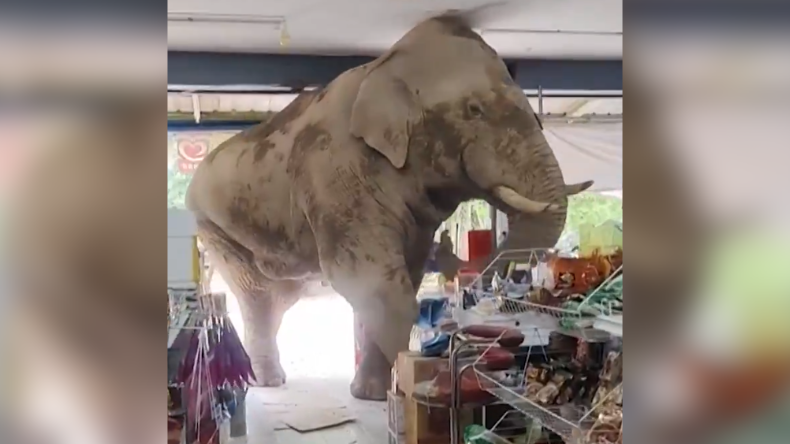 Un elefante ingresó a un supermercado en busca de comida Un elefante ingresó a un supermercado en busca de comida