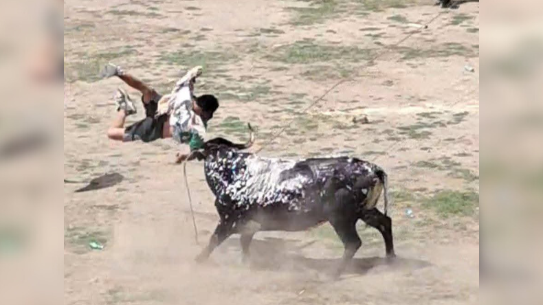 Un herido dejó el regreso de las corralejas en El Espinal Un herido dejó el regreso de las corralejas en El Espinal