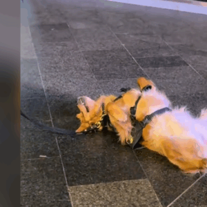 Perrito «vigilante» se hace viral por quedarse dormido en su jornada Perrito «vigilante» se hace viral por quedarse dormido en su jornada