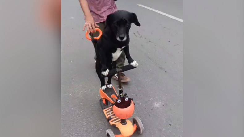Wilson, el perrito que se ha hecho viral por montar en triciclo en el Líbano Wilson, el perrito que se ha hecho viral por montar en triciclo en el Líbano