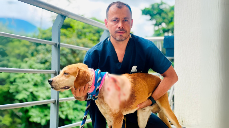 ‘Tonto’: el perrito que sobrevivió a una grave herida gracias al Hospital Veterinario de la UT