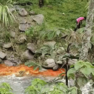Denuncian contaminación del río Combeima por parte de empresa avícola en zona rural de Ibagué