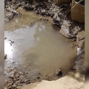 Fuga de agua en la urbanización Comfatolima completa 40 días sin atención del IBAL Fuga de agua en la urbanización Comfatolima completa 40 días sin atención del IBAL