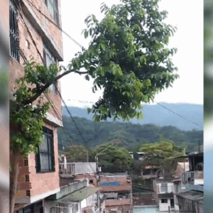 Árbol en riesgo de caer amenaza redes eléctricas en barrio de Ibagué