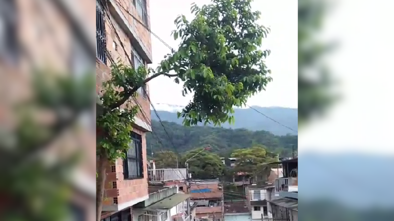 Árbol en riesgo de caer amenaza redes eléctricas en barrio de Ibagué Árbol en riesgo de caer amenaza redes eléctricas en barrio de Ibagué