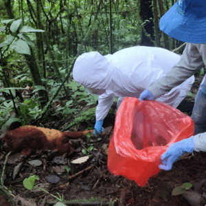 Fiebre amarilla provoca brote mortal en primates del Tolima y enciende alarmas en salud pública Fiebre amarilla provoca brote mortal en primates del Tolima y enciende alarmas en salud pública