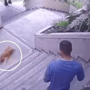 Perro fue arrojado por las escaleras en Ibagué: quedó registrado en video Perro fue arrojado por las escaleras en Ibagué: quedó registrado en video