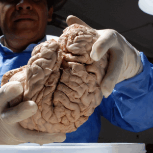 El cerebro puede sanar y aprender hasta la vejez