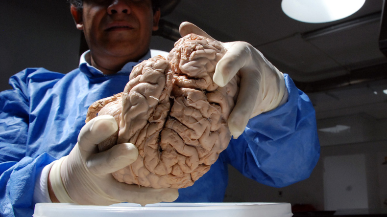 El cerebro puede sanar y aprender hasta la vejez