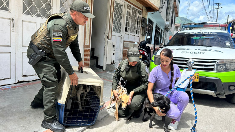Rescataron a cuatro perros y un gato en deplorables condiciones en el barrio Ricaurte de Ibagué Rescataron a cuatro perros y un gato en deplorables condiciones en el barrio Ricaurte de Ibagué