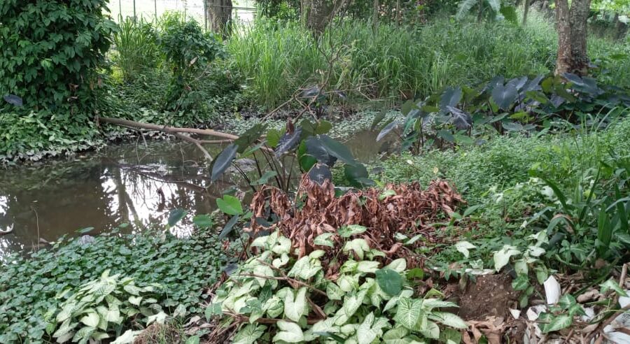 Río Opia, en riesgo por urbanismo e industrias sin control