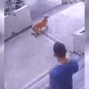 En libertad hombre que agredió a un perro en el conjunto Iwoka de Ibagué En libertad hombre que agredió a un perro en el conjunto Iwoka de Ibagué