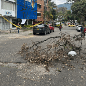 Árbol caído en la Quinta con 35 lleva horas sin ser retirado y sigue bloqueando el paso Árbol caído en la Quinta con 35 lleva horas sin ser retirado y sigue bloqueando el paso