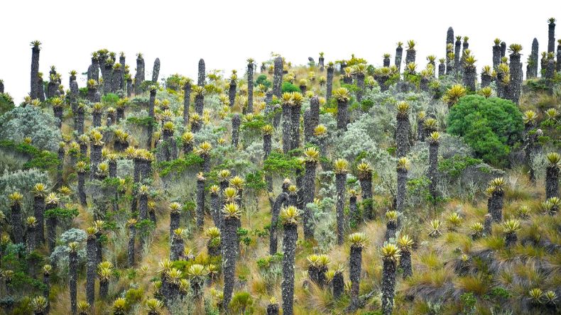 El Tolima pide acciones para frenar venta de predios en el Parque de los Nevados El Tolima pide acciones para frenar venta de predios en el Parque de los Nevados