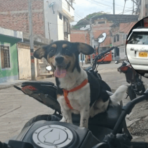 Denuncian a conductor que habría atropellado a una mascota en Ibagué y huyó del lugar